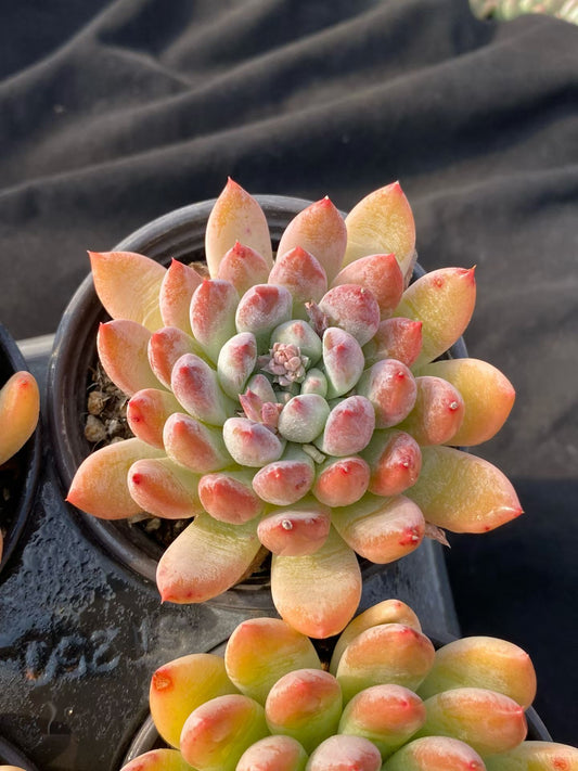 361733 Echeveria Merlot (9cm pot size)