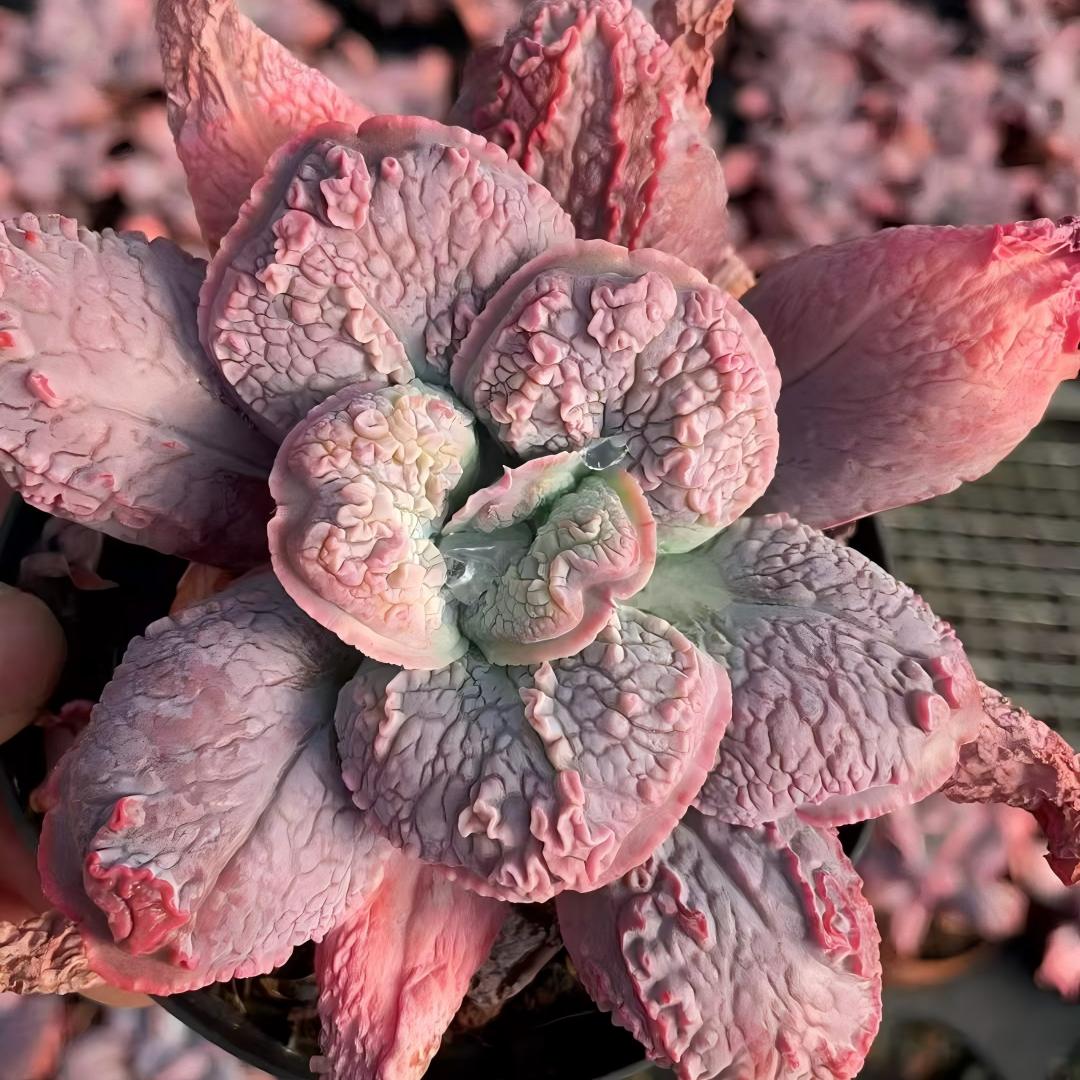 24823 Echeveria Baron Bold (11cm pot size)