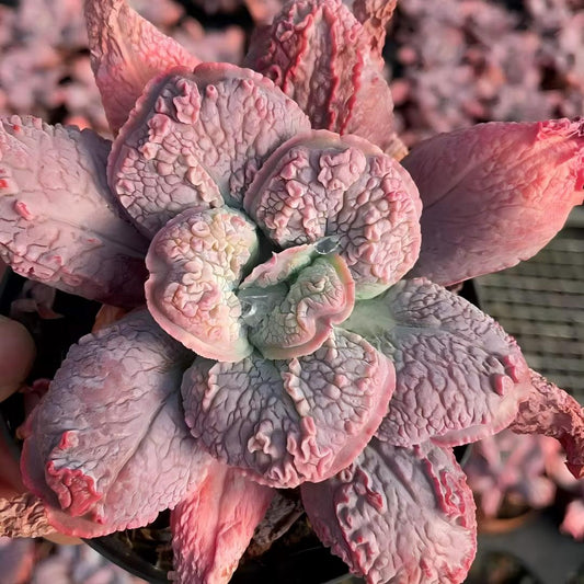 24823 Echeveria Baron Bold (11cm pot size)