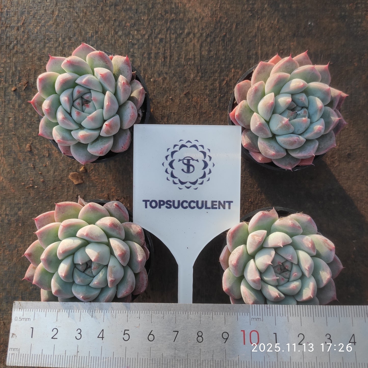 20067 Echeveria Dream Suit (5.5cm pot size)