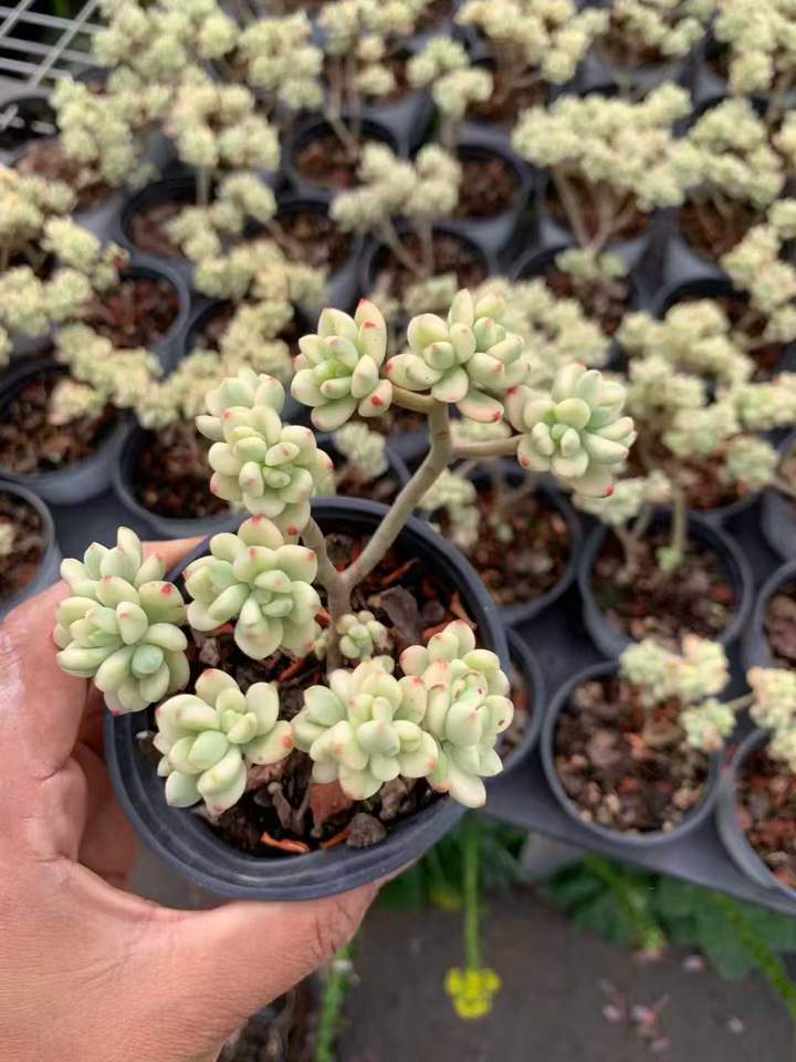 264244 Echeveria Sedoides Variegated (9cm pot size)