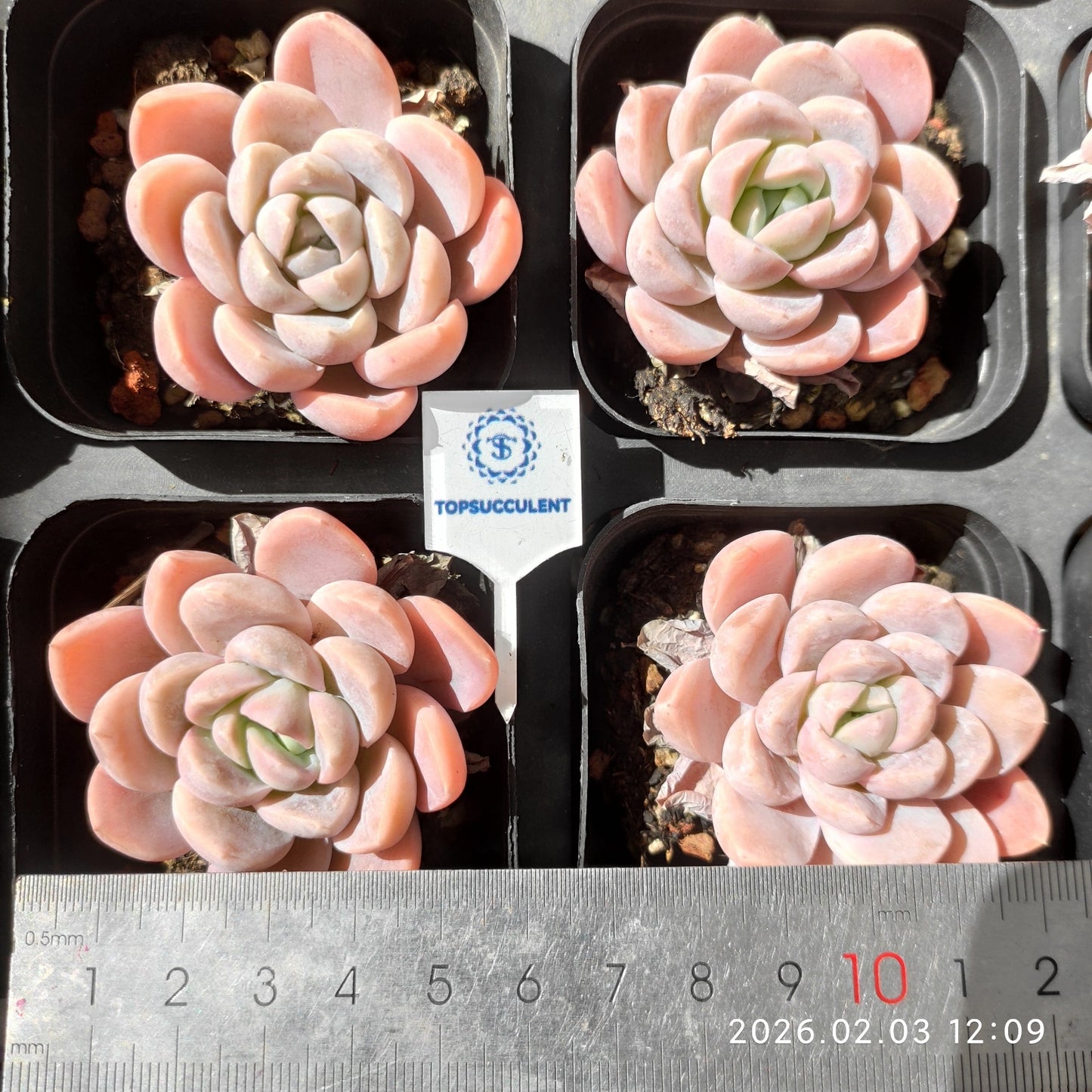 25624 Echeveria Snow Woman (6.5cm pot size)