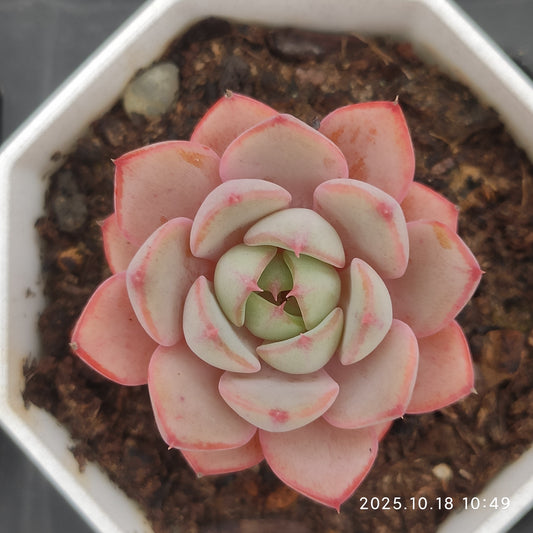 18575 Echeveria Rose Woman x Benbadis (6.5cm pot size)