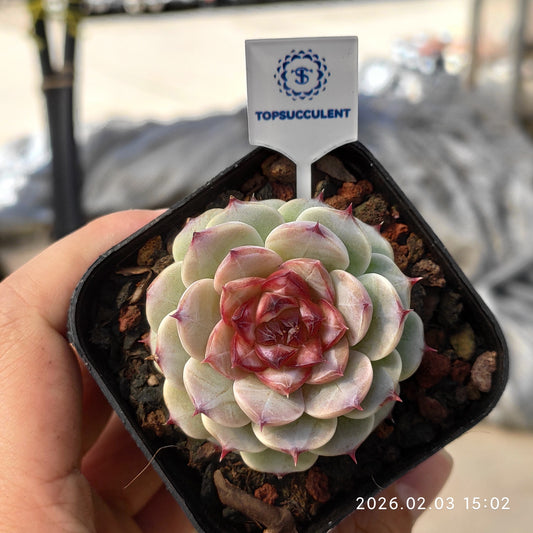 25695 Echeveria Purple Granada (6.5cm pot size)