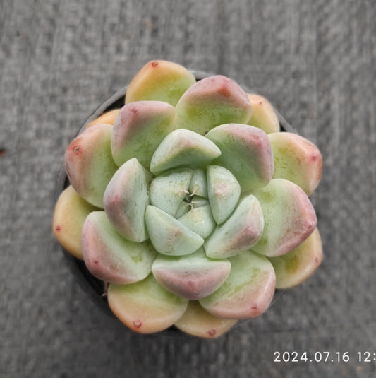 MMT059 Echeveria Alba Beauty