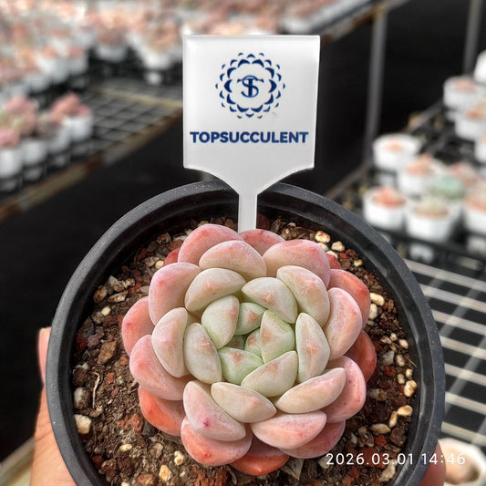 360148 Echeveria Monroe x Ice Green (9cm pot size)