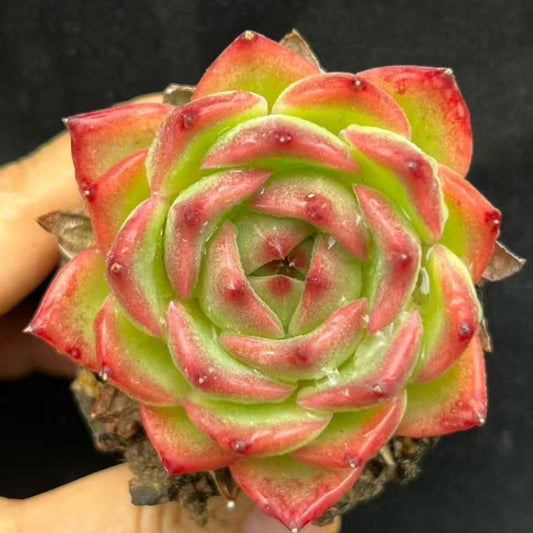 BL2053 Echeveria Kaisa(9cm pot size)