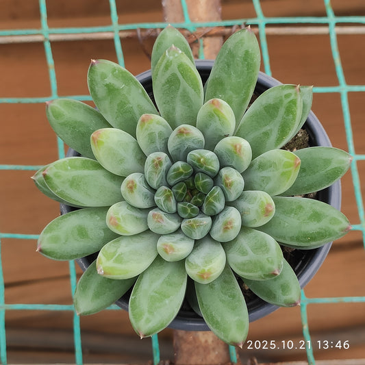 21908 Echeveria Blue and White (9cm pot size)
