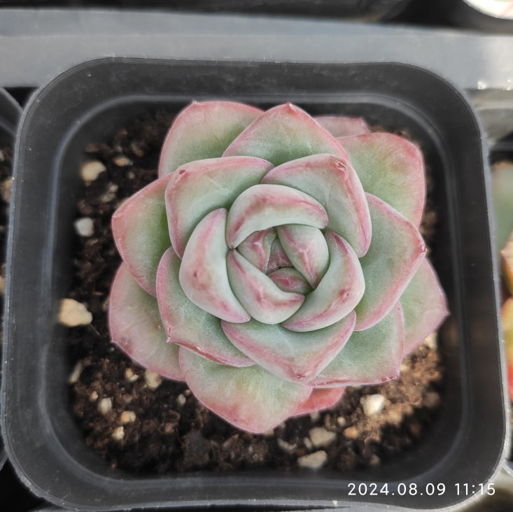 QN348 Echeveria Amabille