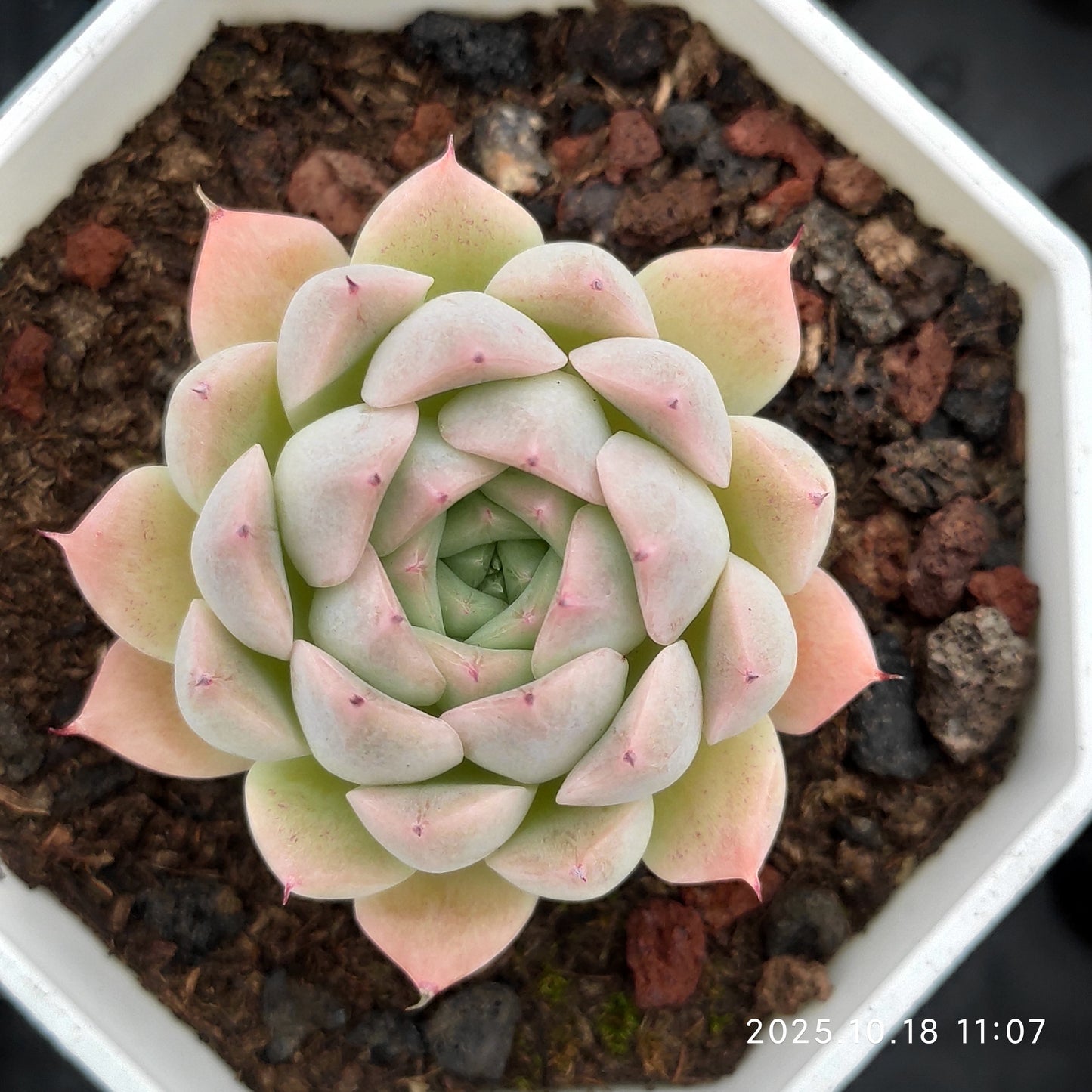 19071 Echeveria Rain Fruit (7cm pot size)