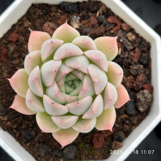 19071 Echeveria Rain Fruit (7cm pot size)