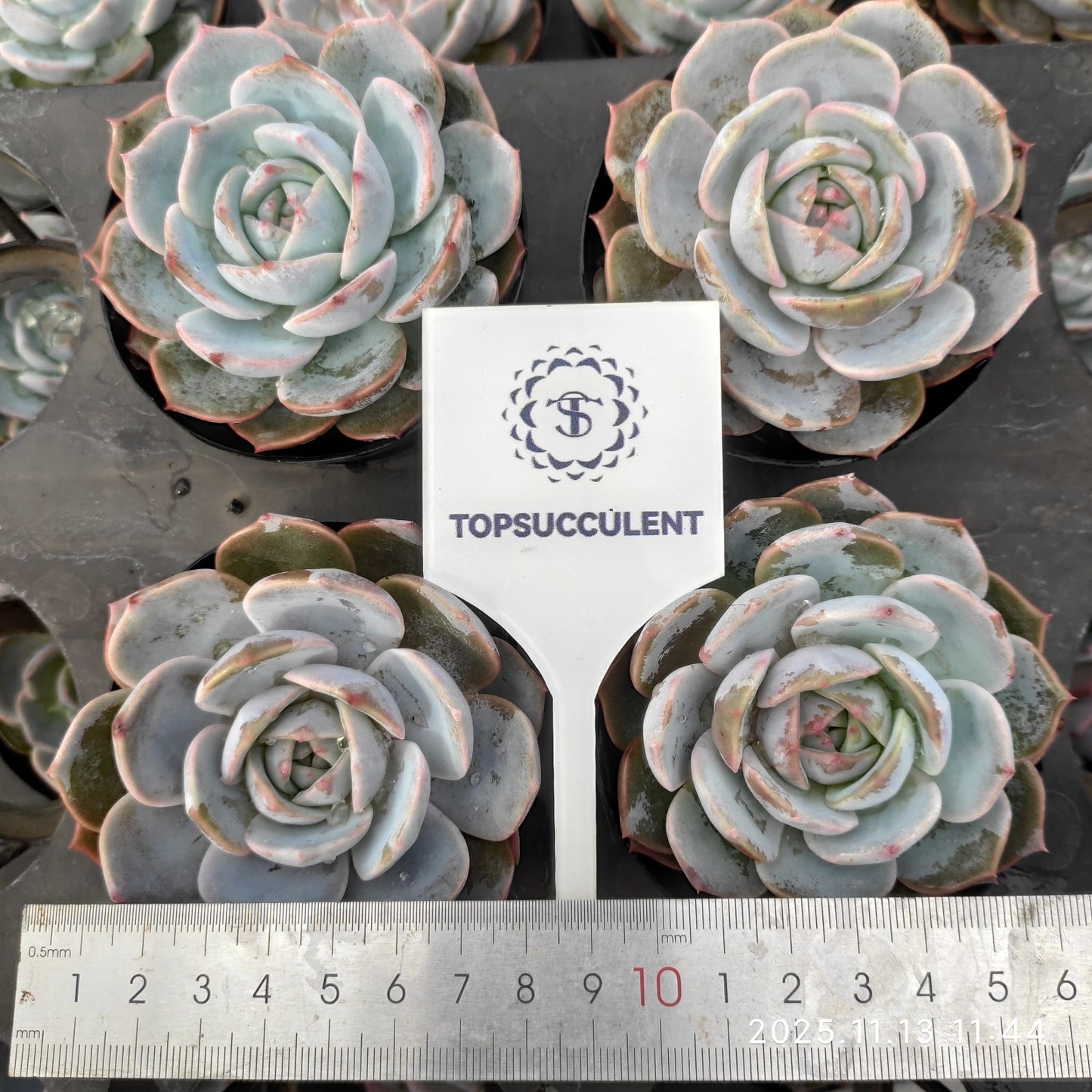 17081 Echeveria Purple Queen (9cm pot size)