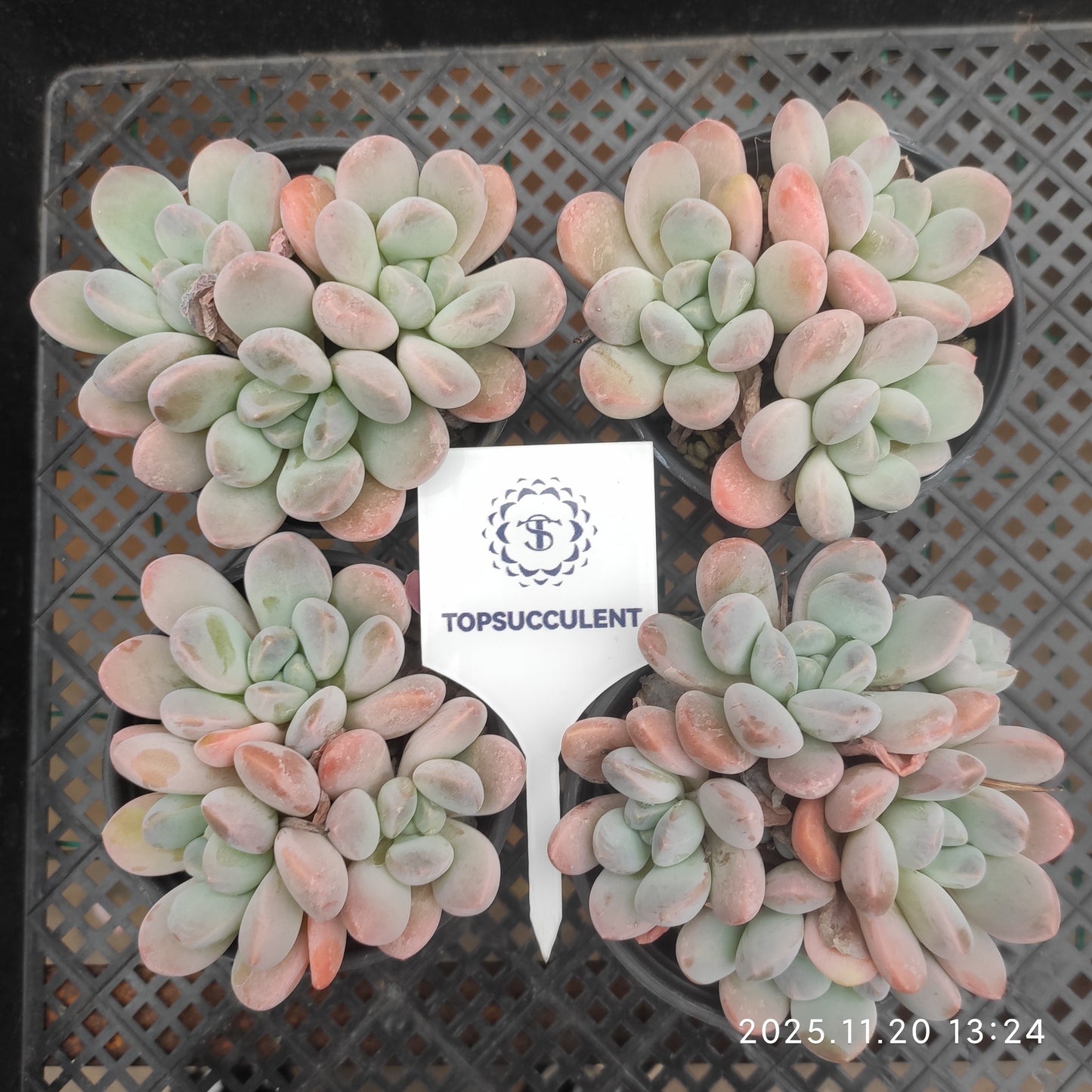 21907 Echeveria Liv Beauty (9cm pot size)