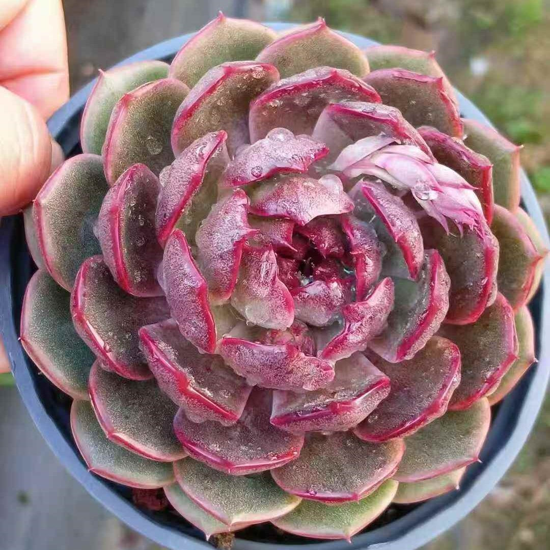 23631 Echeveria Yo-yo (12cm pot size)
