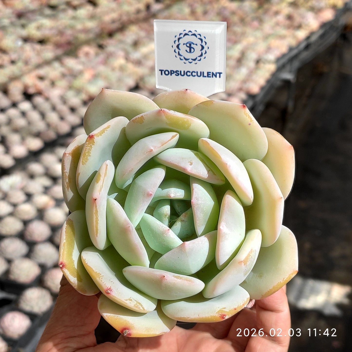 25620 Echeveria Phoenix Orange (9cm pot size)