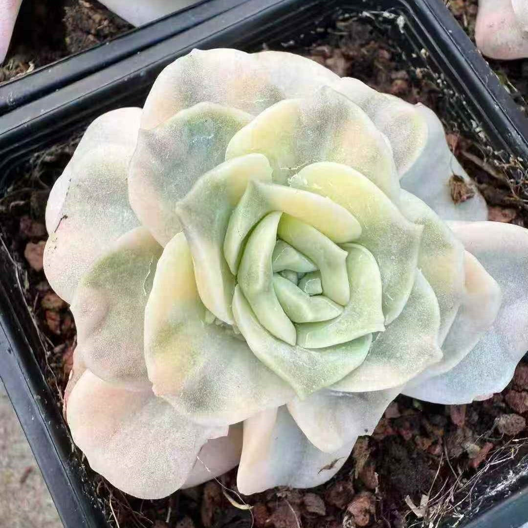 25172 Echeveria Lovely Rose Variegated (9cm pot size)