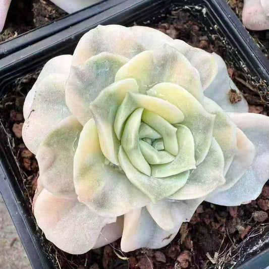 25172 Echeveria Lovely Rose Variegated (9cm pot size)