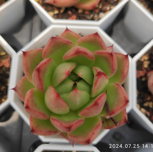 WWA049 Echeveria Cherry Blossom