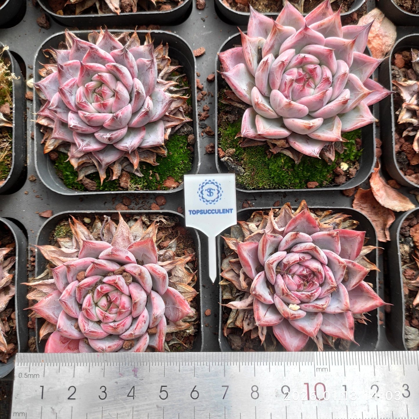 80521 Echeveria Black Swan (6.5cm pot size)