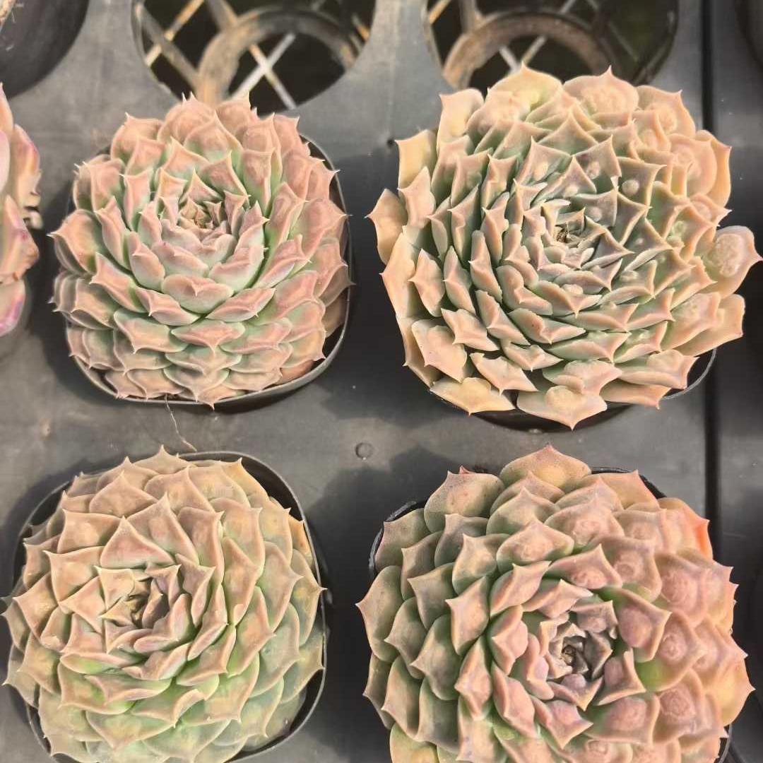 25799 Echeveria Gilo Drops (7cm pot size)