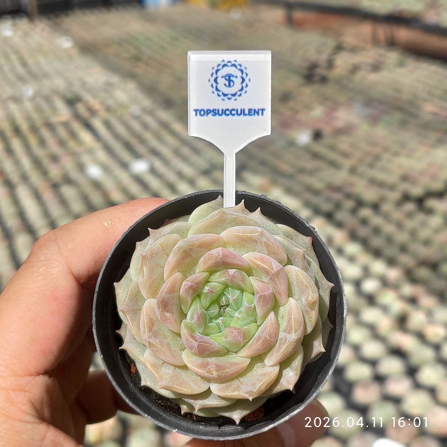 361507 Echeveria Melon Ice (6cm pot size)