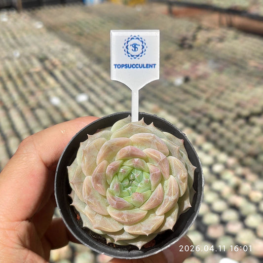 361507 Echeveria Melon Ice (6cm pot size)
