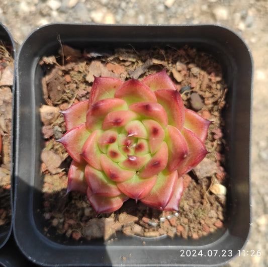 ZZA161 Echeveria Red Cute Dragon