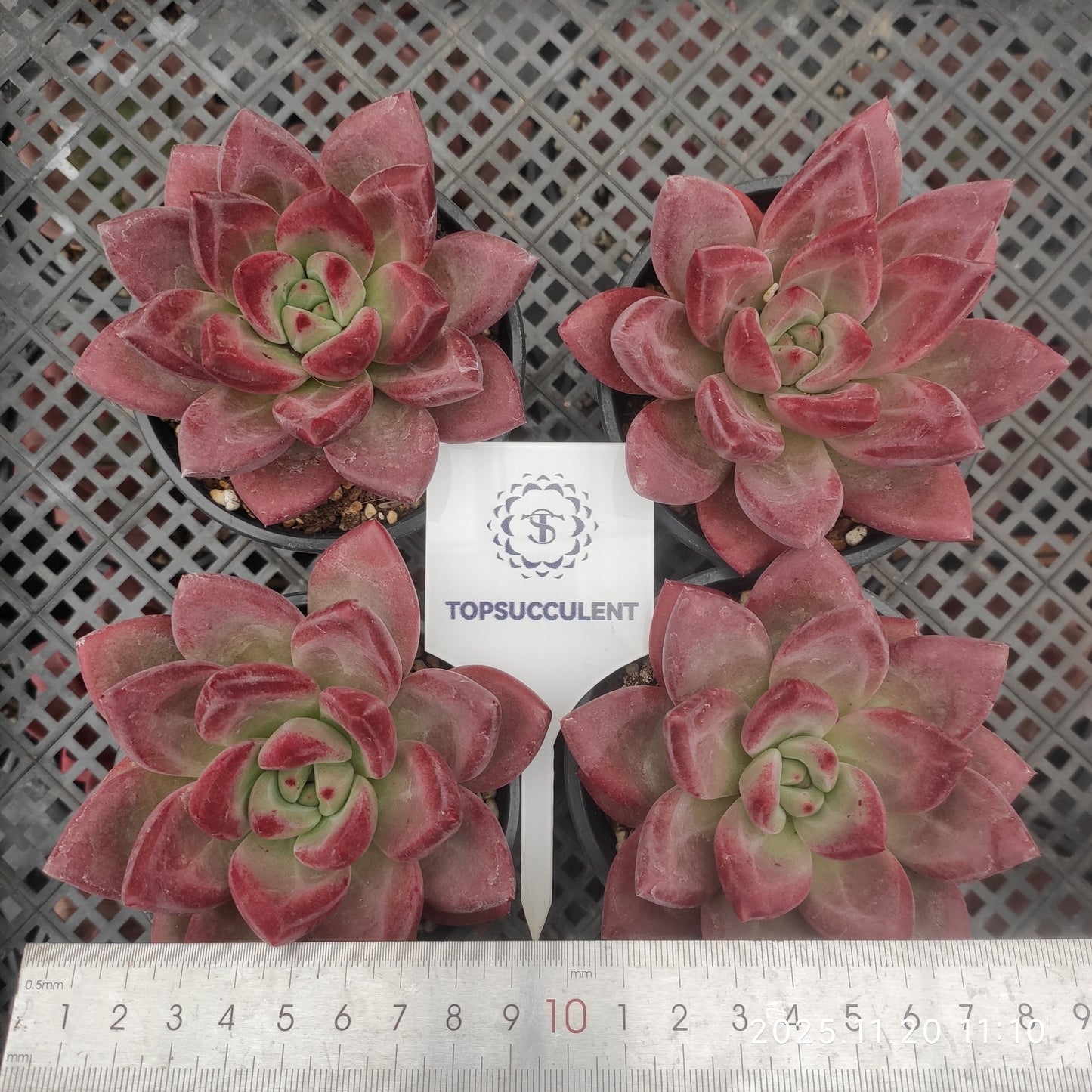22751 Echeveria Francis (9cm pot size)