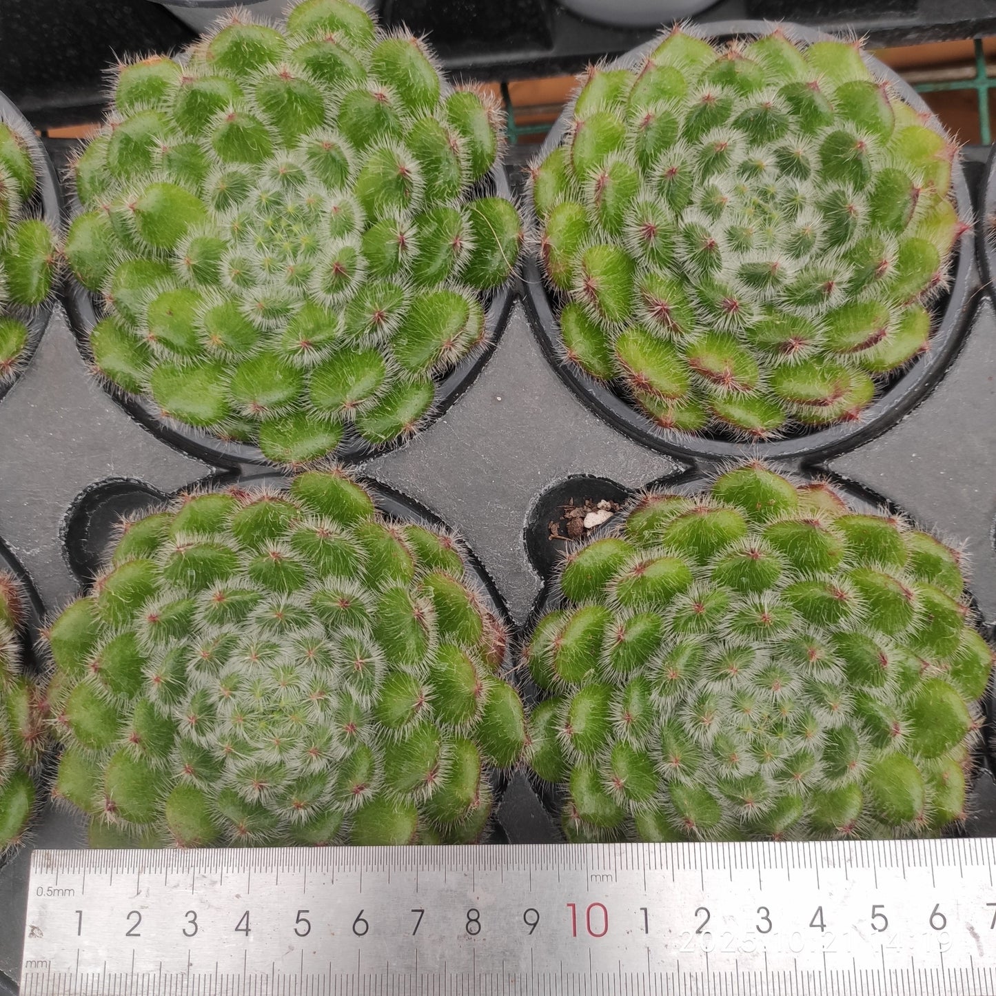 15448 Echeveria Golden Fruit (9cm pot size)