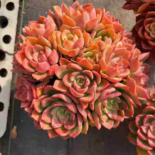 23722 Echeveria Novel (12cm pot size)