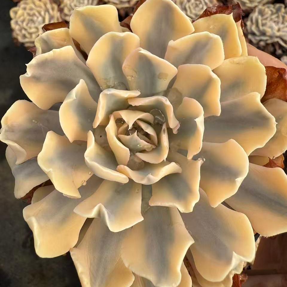 23361 Echeveria Liberia Variegated (11cm pot size)