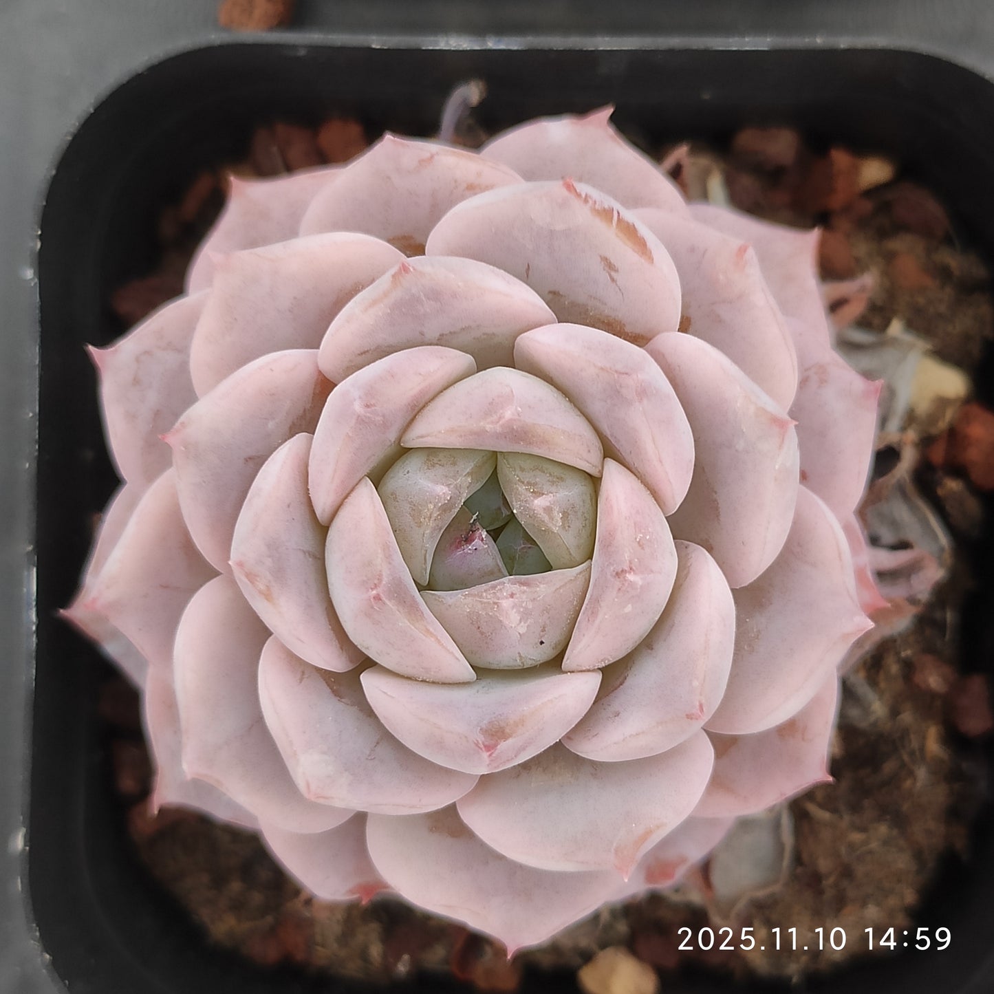 80552 Echeveria Elly Queen x Helena (6.5cm pot size)