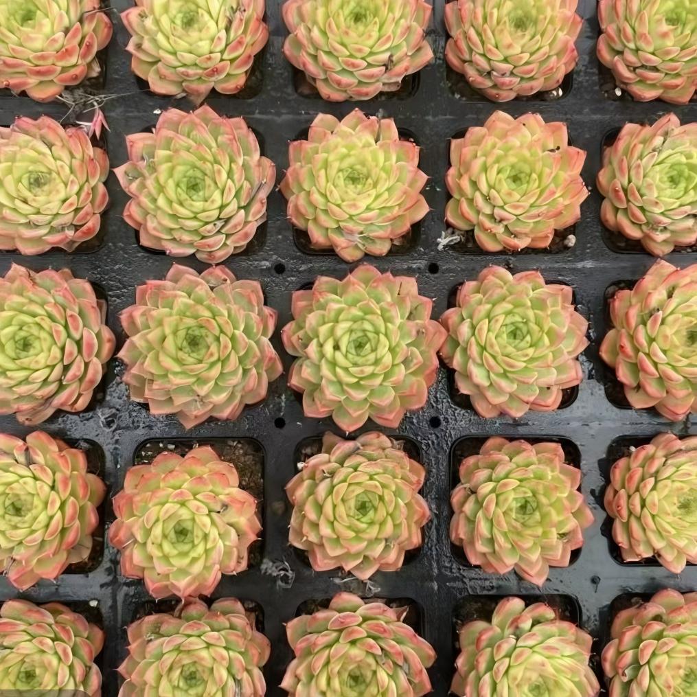 21131 Echeveria Perfume Ertai (7cm pot size)