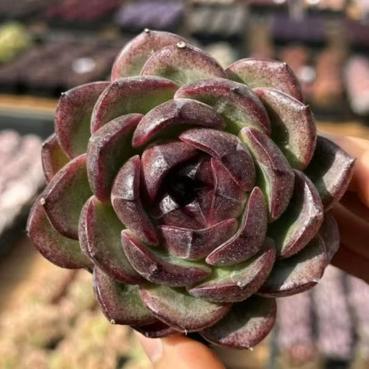 21171 Echeveria Styx (7cm pot size)
