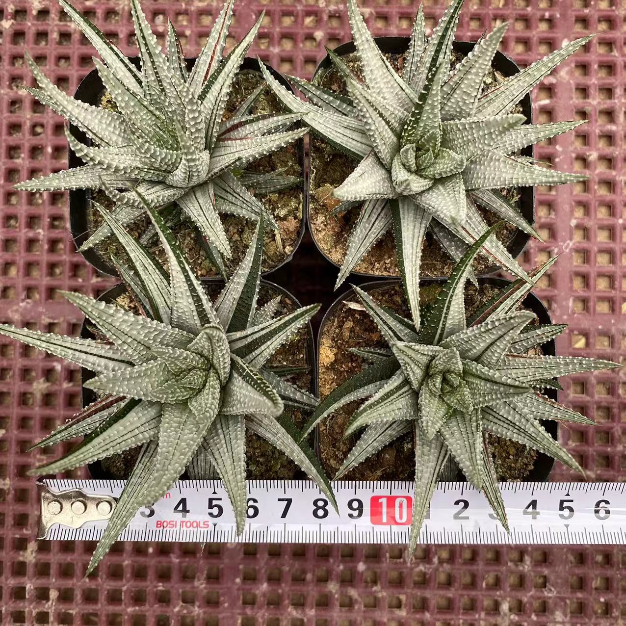 ZL055 Haworthia 'Hakui-Bizin'(6cm pot size)