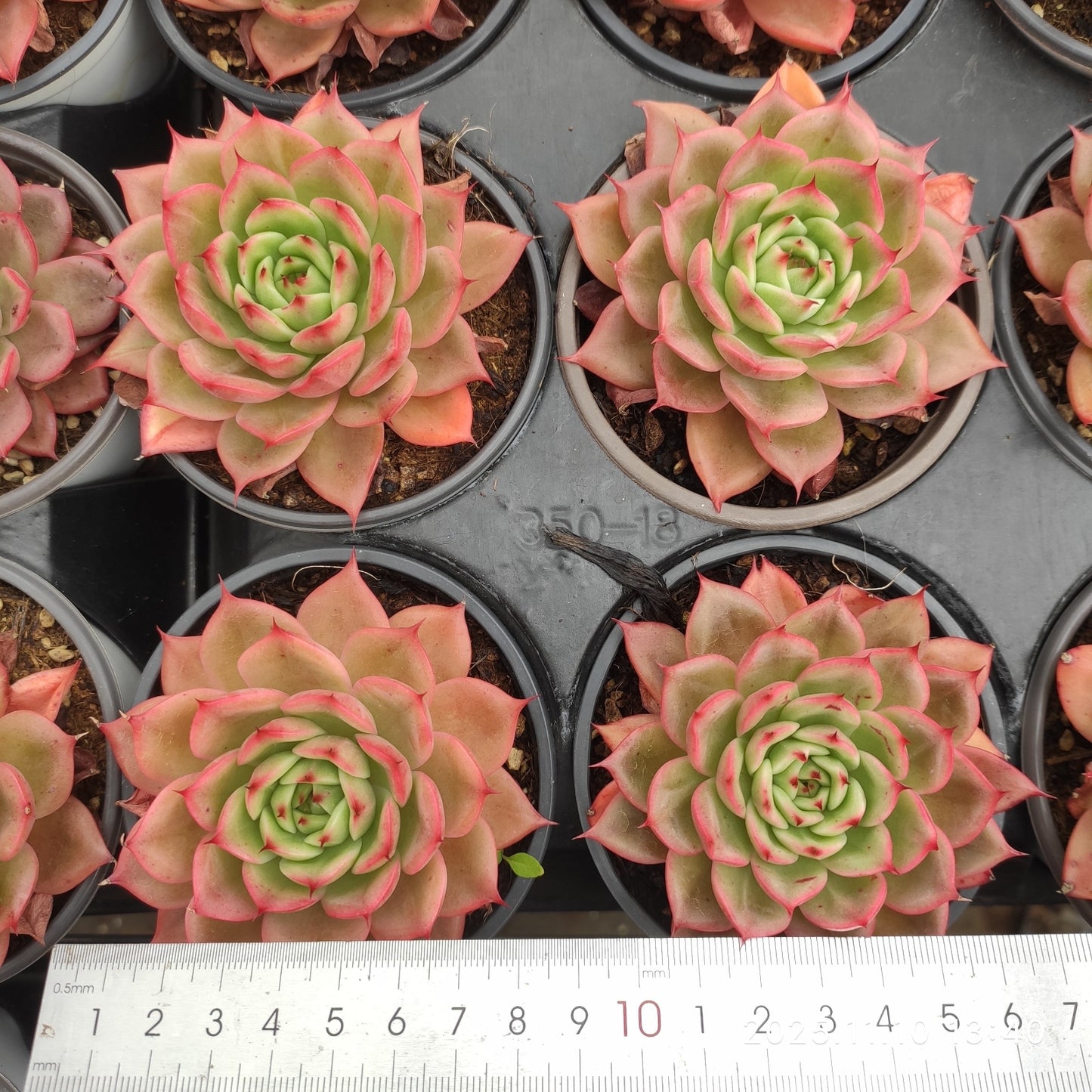 22585 Echeveria Star Buck Variegated (9cm pot size)