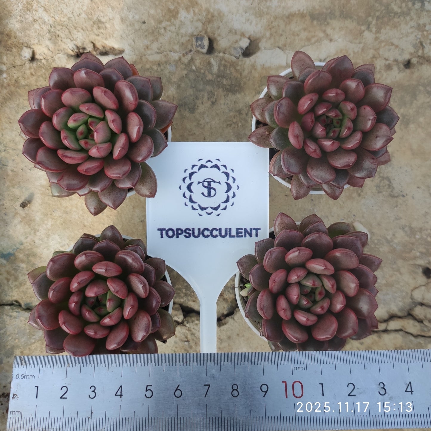 11552 Echeveria Pink Rubby (5.5cm pot size)