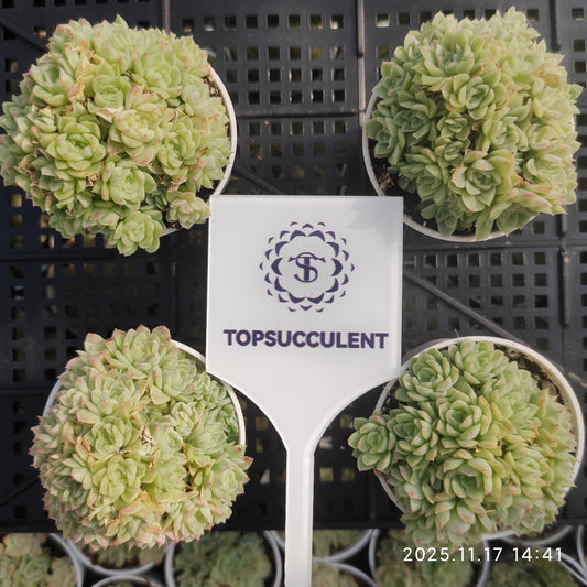 22862 Echeveria Malgan Hyb (5.5cm pot size)