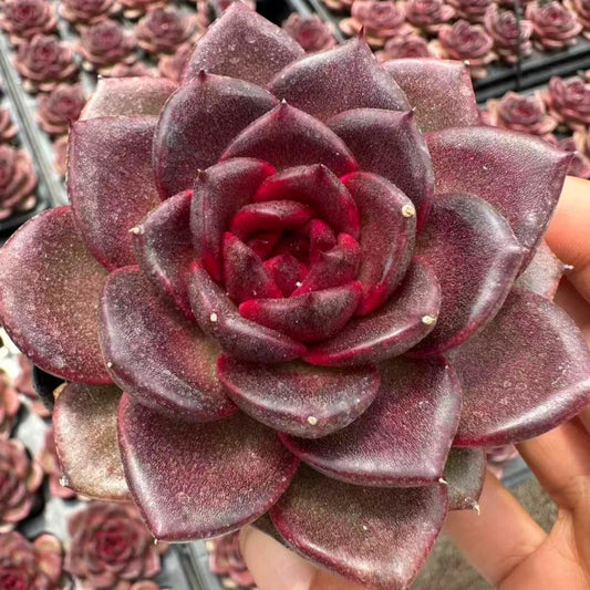 22637 Echeveria Norwegian Forest (7cm pot size)