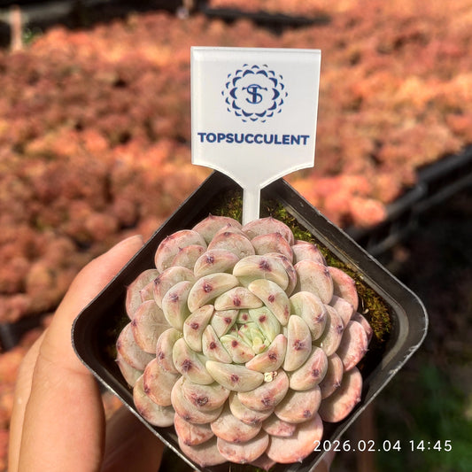 12790 Echeveria Beyonte (6.5cm pot size)