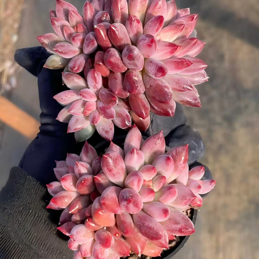 23468 Echeveria Gold Fish (7cm pot size)