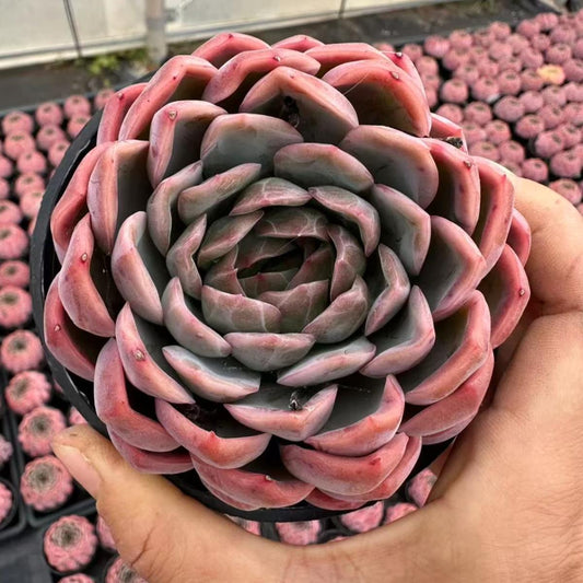 22618 Echeveria Dragon Scale Fruit (10cm pot size)