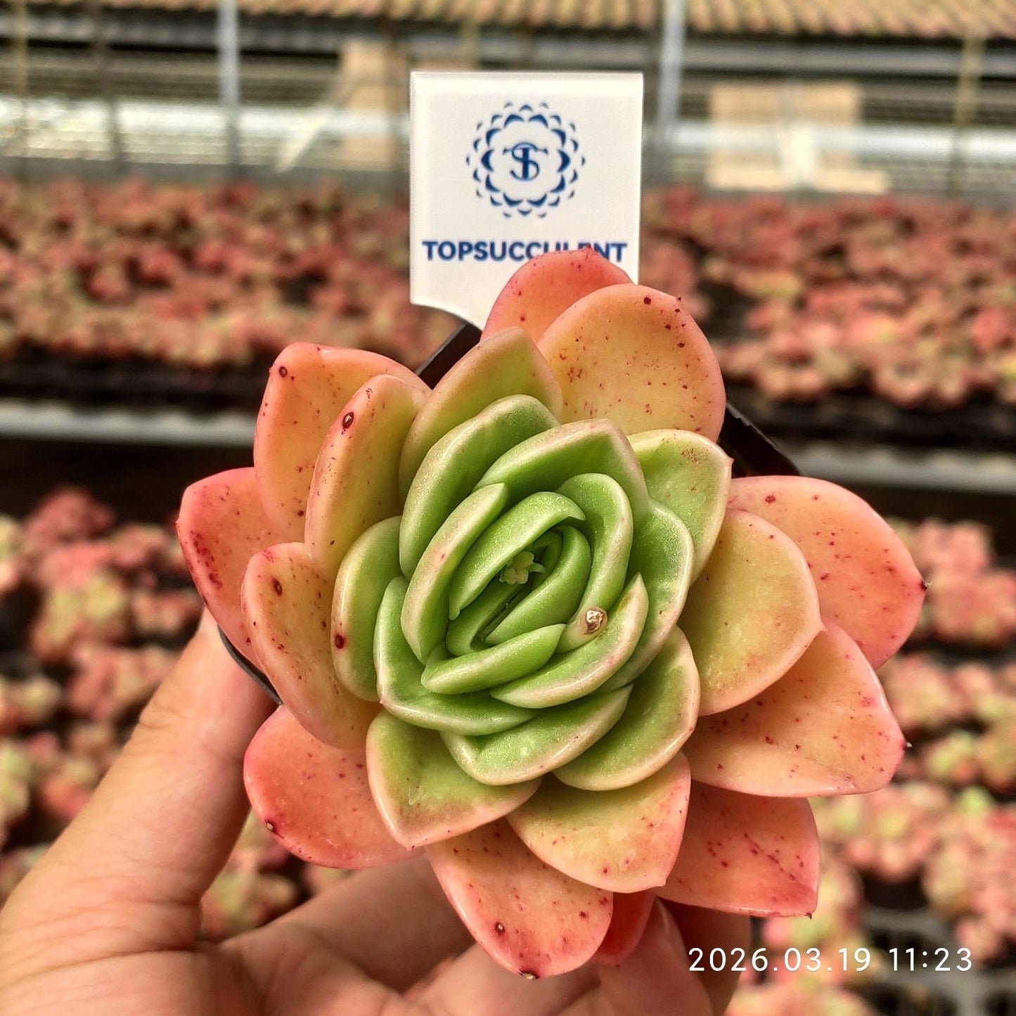360591 Echeveria Ice Rose (7cm pot size)