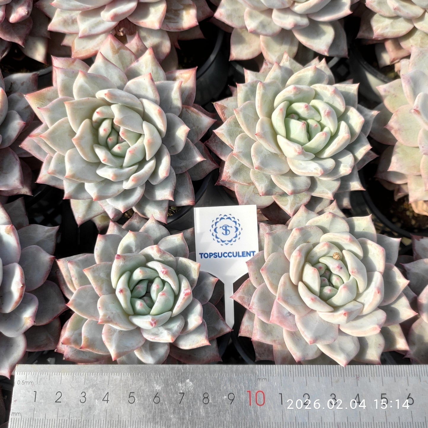 T3093 Echeveria Blue Bird (9cm pot size)