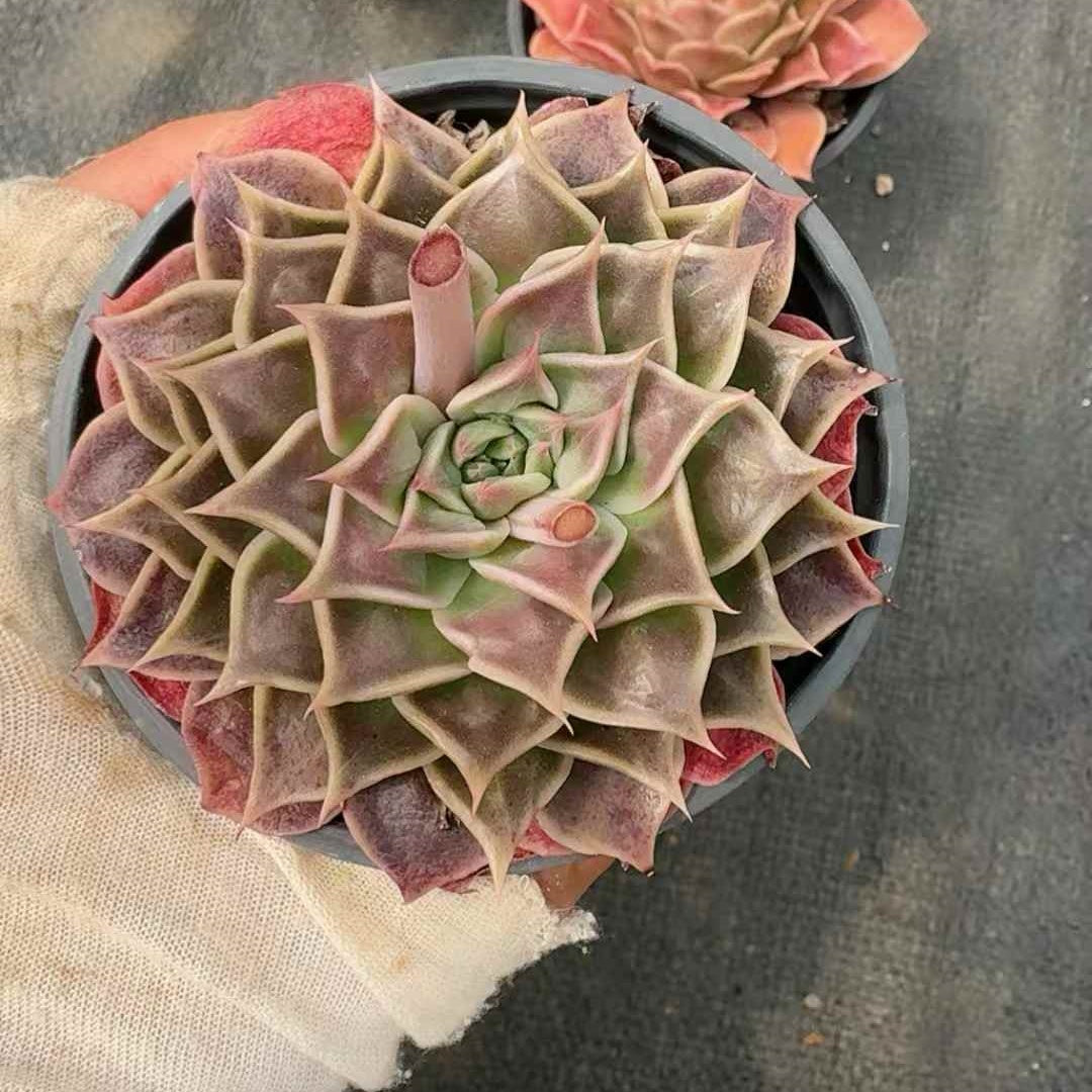 6627 Echeveria Psychic (9cm pot size)