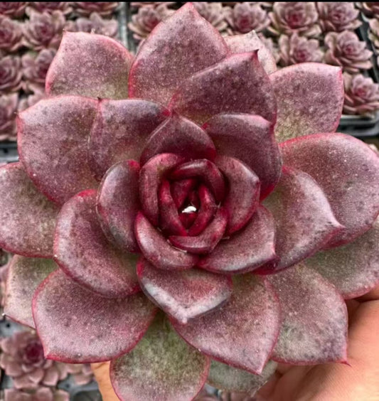21184 Echeveria Magic Rose Bouquet (7cm pot size)
