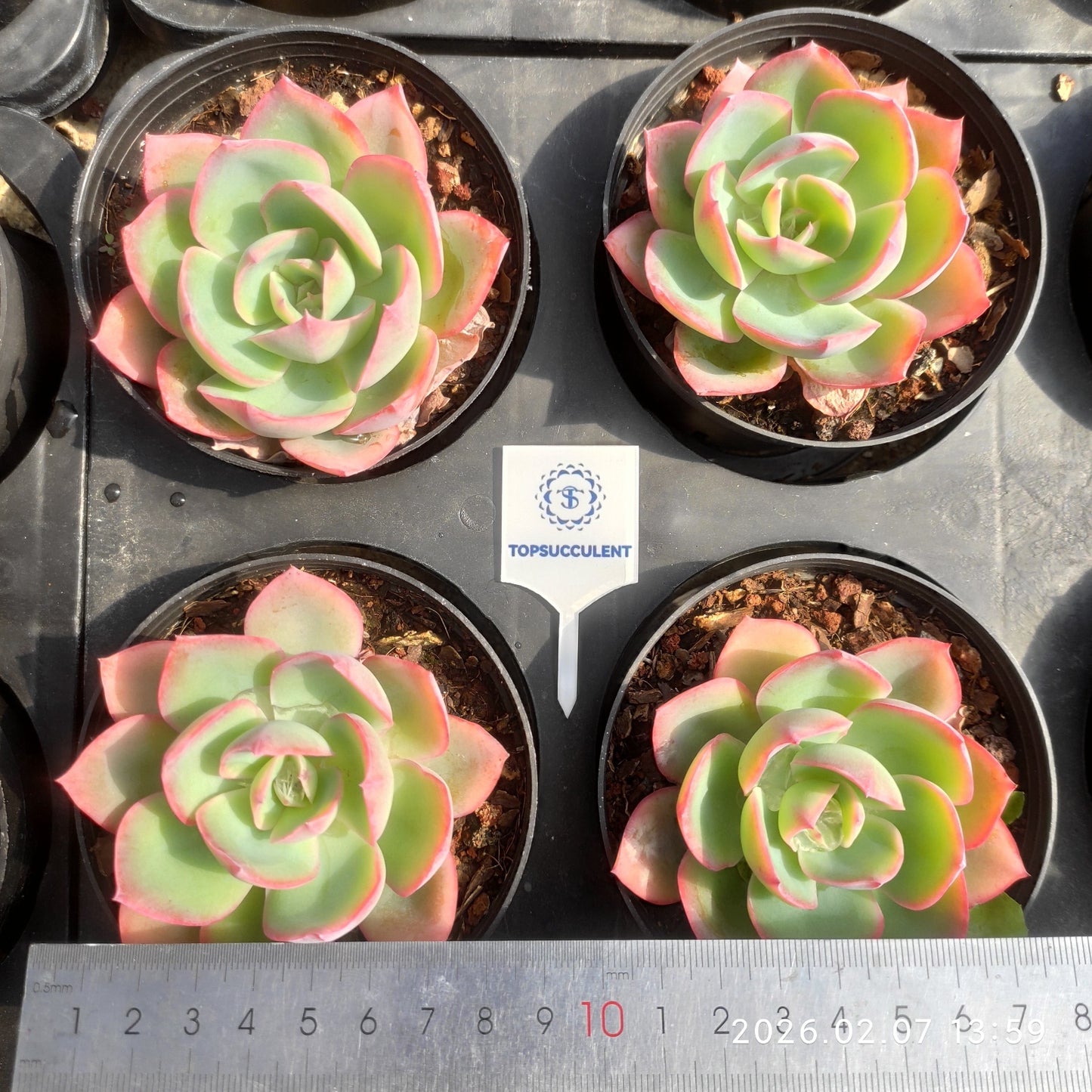 0382 Echeveria Neon Light (9cm pot size)