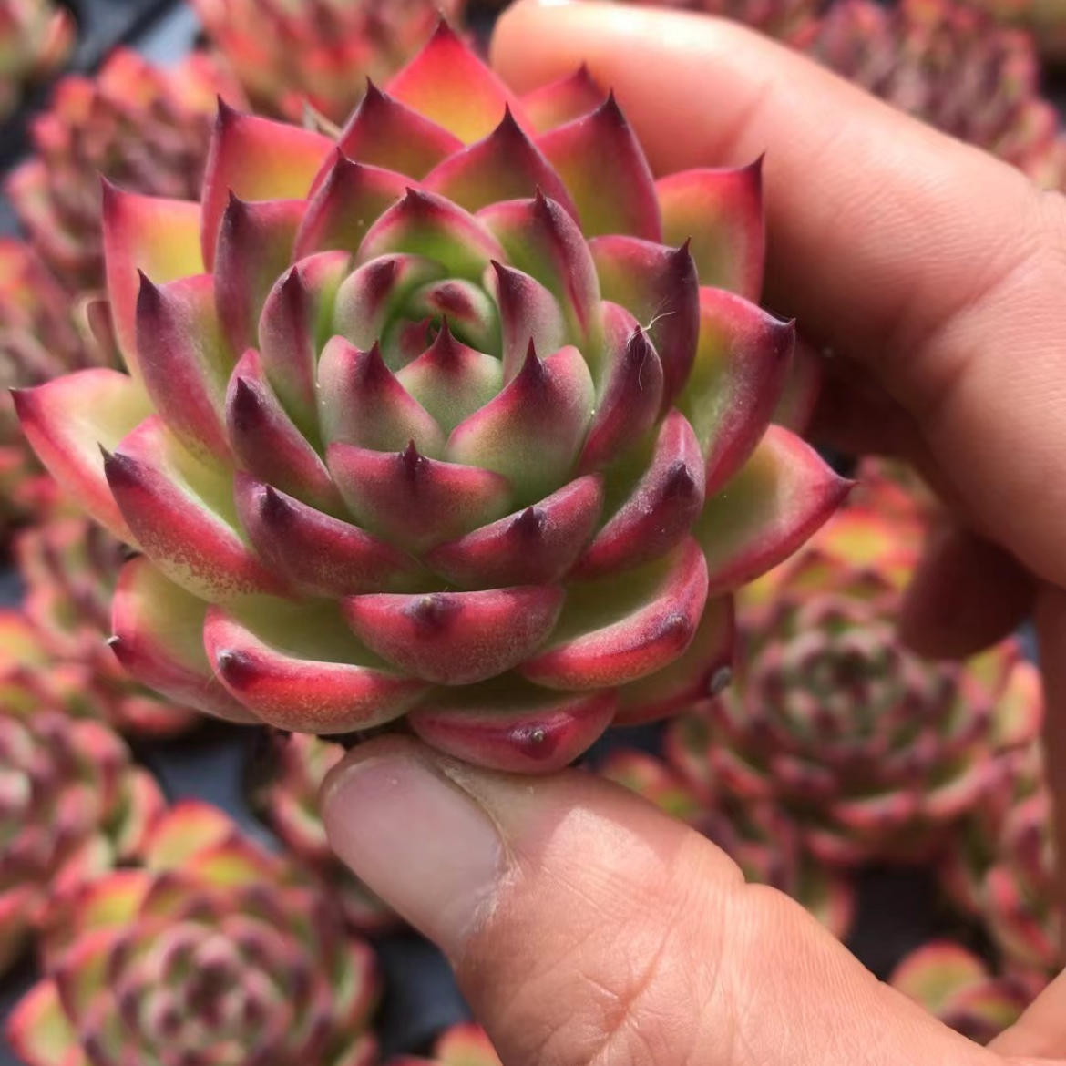 23901 Echeveria Moon Stone (5cm pot size)