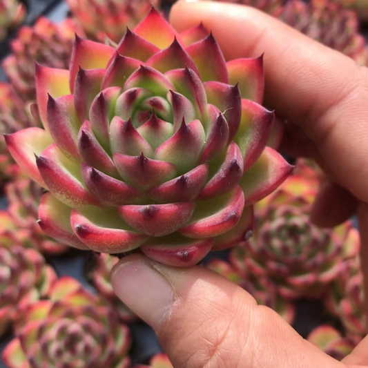 23901 Echeveria Moon Stone (5cm pot size)