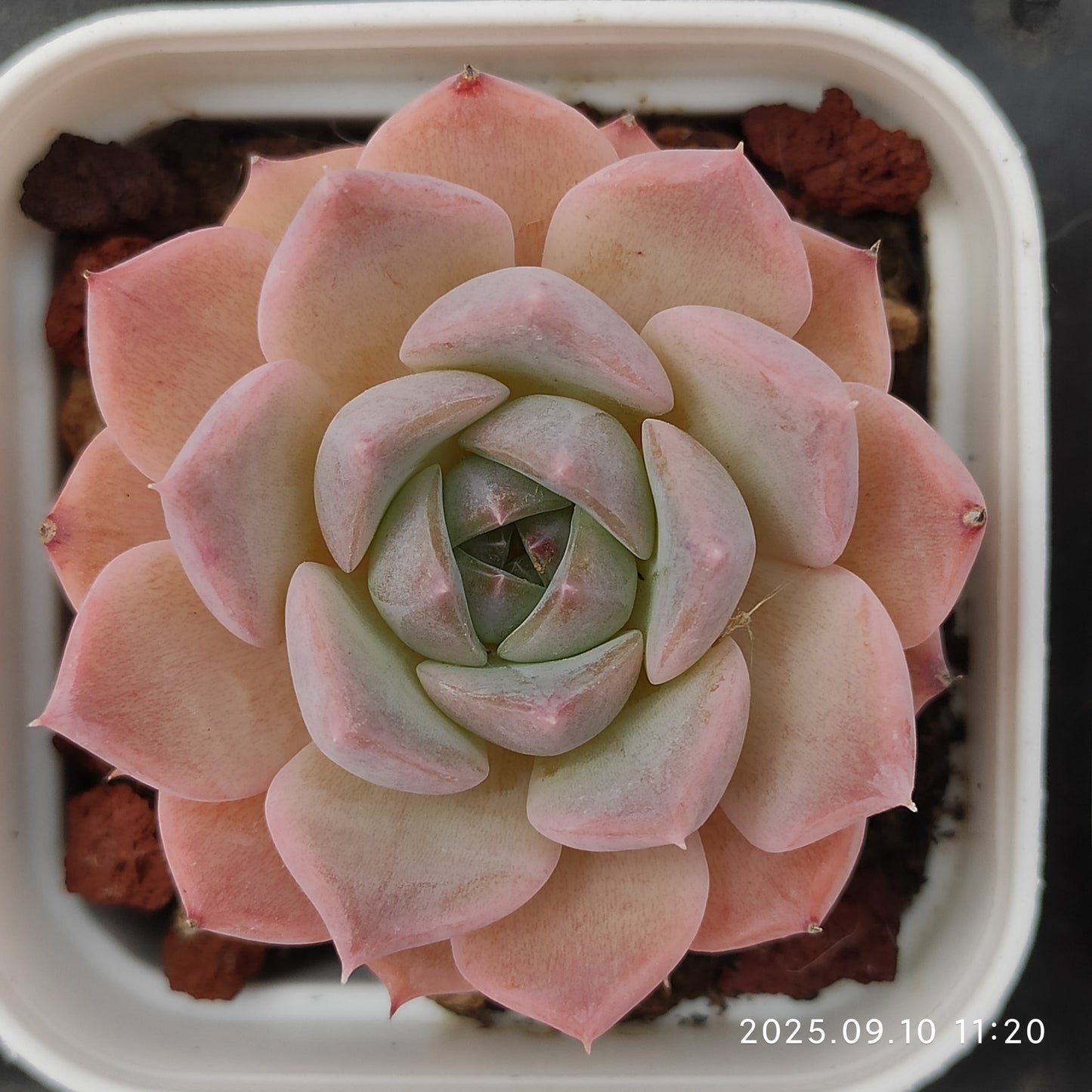 HG023 Echeveria Malgan Hyb(7cm pot size)